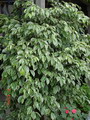 Variegated Ficus, Ficus, Variegated Weeping Fig
